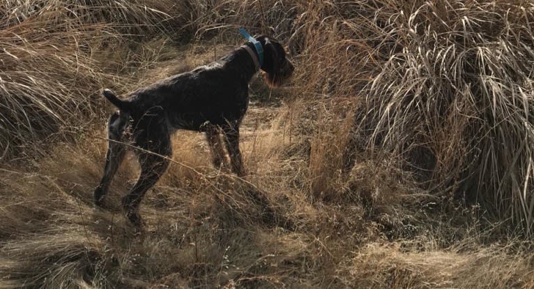 Grouse, a German Wirehaired Pointer tested with EmbarkVet.com