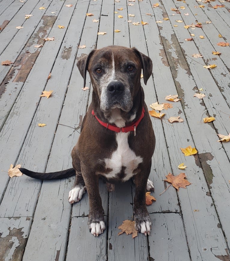 Harvey, a Golden Retriever and American Pit Bull Terrier mix tested with EmbarkVet.com