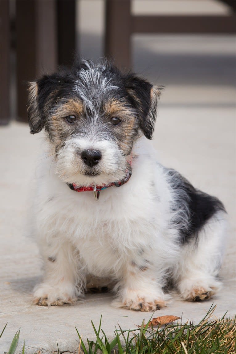 Dozer, a Russell-type Terrier tested with EmbarkVet.com