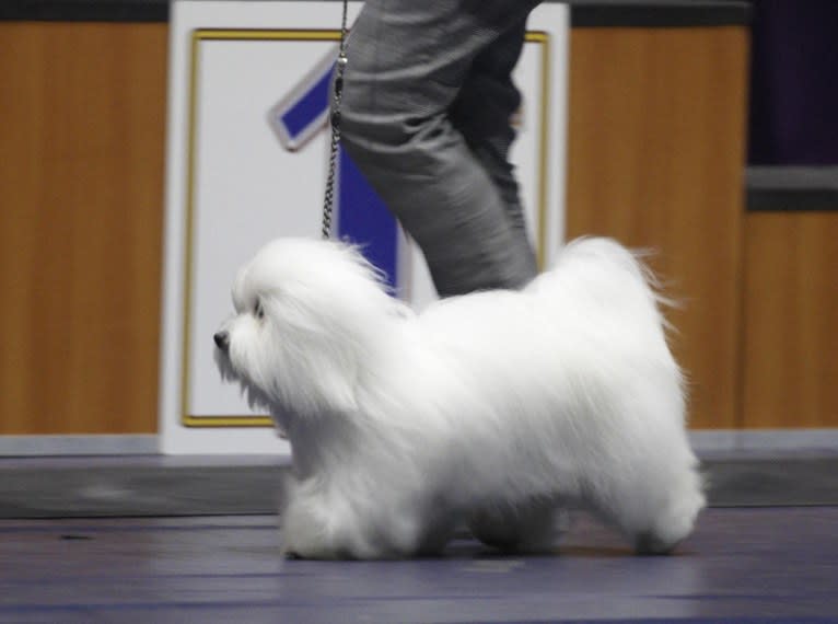 Mi-Toi’s Rag Doll (Muneca), a Coton de Tulear tested with EmbarkVet.com