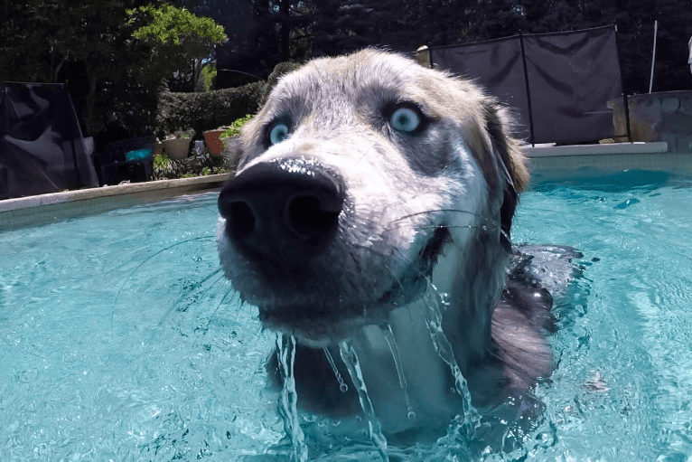 Tyson, a Golden Retriever and Siberian Husky mix tested with EmbarkVet.com