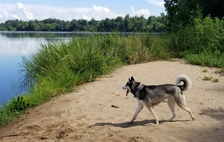 Teko, a Siberian Husky tested with EmbarkVet.com