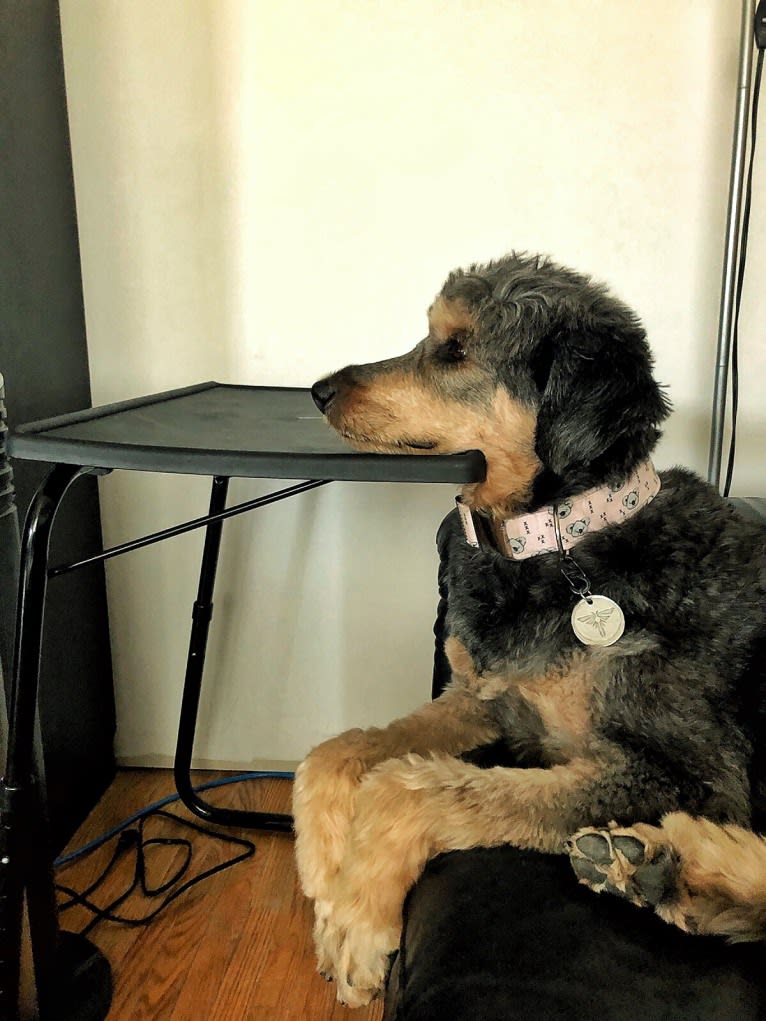 Hayley, an Aussiedoodle tested with EmbarkVet.com