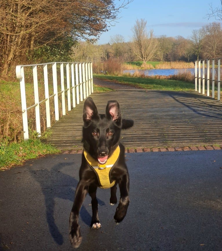 Yuri, a Border Collie and Dutch Shepherd mix tested with EmbarkVet.com