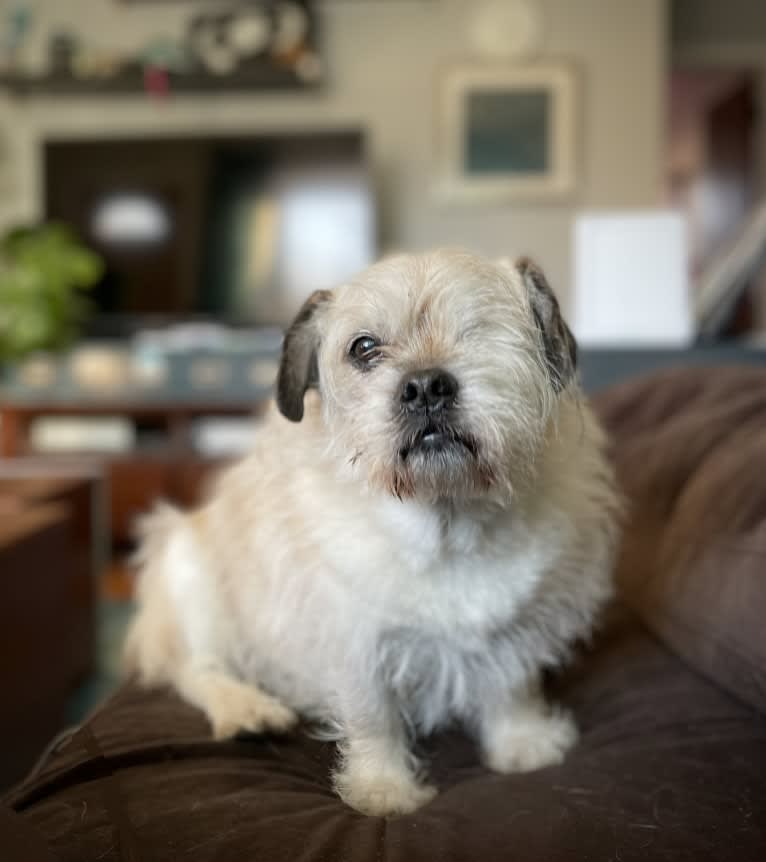 Winston, a Pugapoo tested with EmbarkVet.com