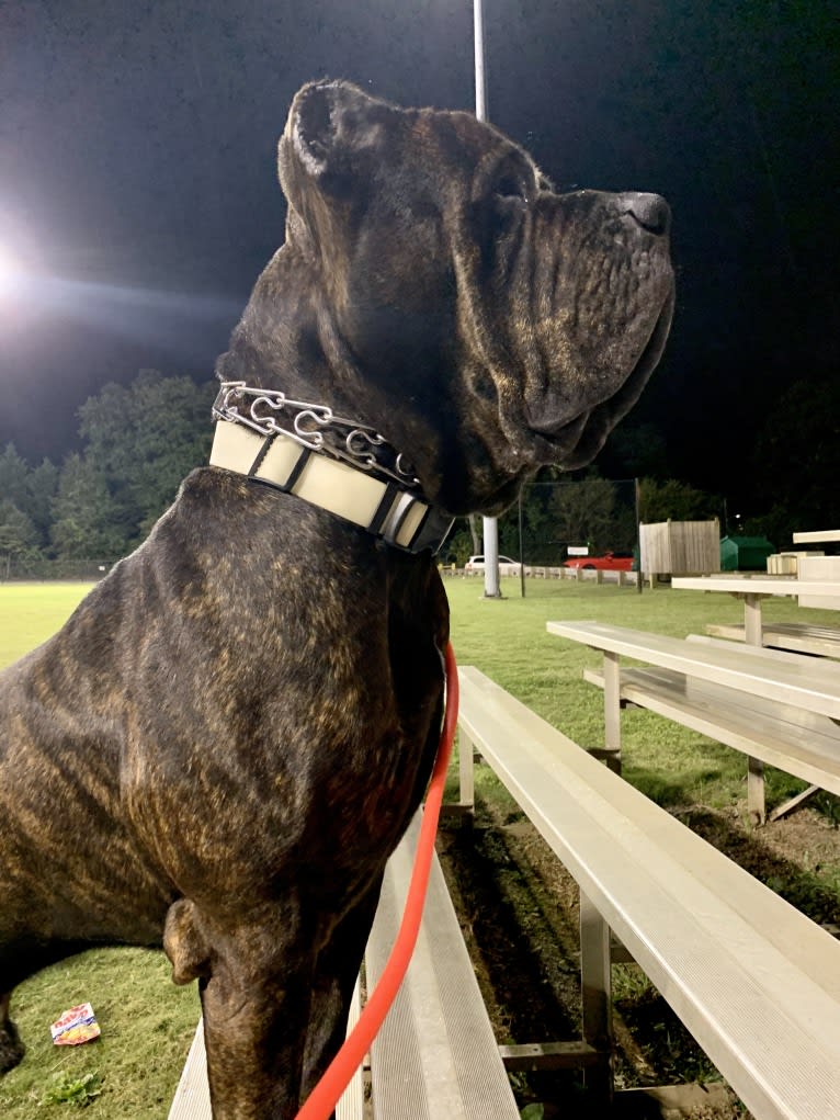 Diesel, a Boerboel and Neapolitan Mastiff mix tested with EmbarkVet.com