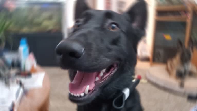 The "Venom"ous Master, a Belgian Shepherd tested with EmbarkVet.com