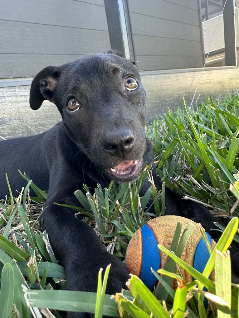 Abigail, an American Pit Bull Terrier and American Staffordshire Terrier mix tested with EmbarkVet.com