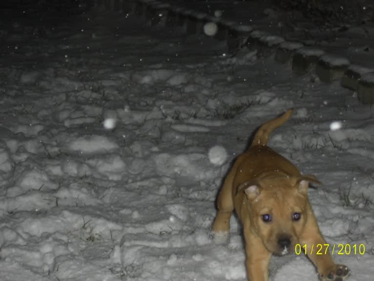 Bailey, an American Pit Bull Terrier and American Bulldog mix tested with EmbarkVet.com