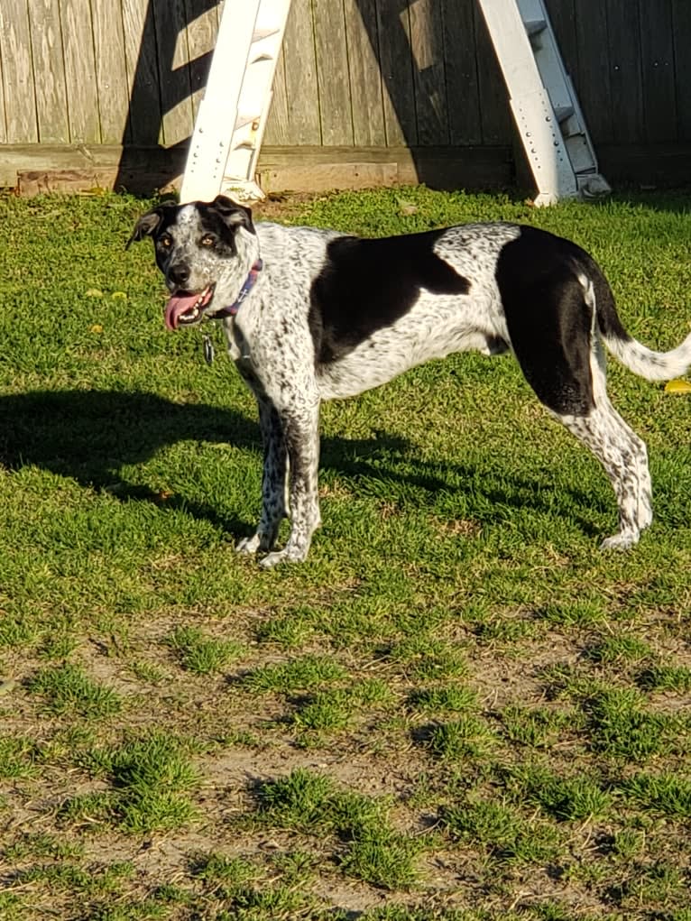 Max, a Border Collie and Pointer mix tested with EmbarkVet.com