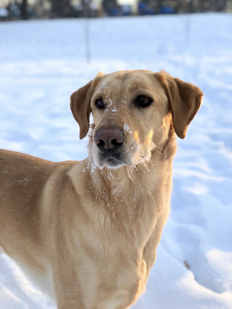 Leiney, a Labrador Retriever and German Shepherd Dog mix tested with EmbarkVet.com
