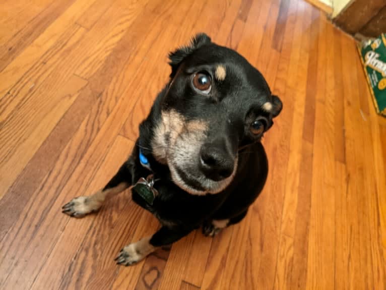 Luke, a Chihuahua and Dachshund mix tested with EmbarkVet.com