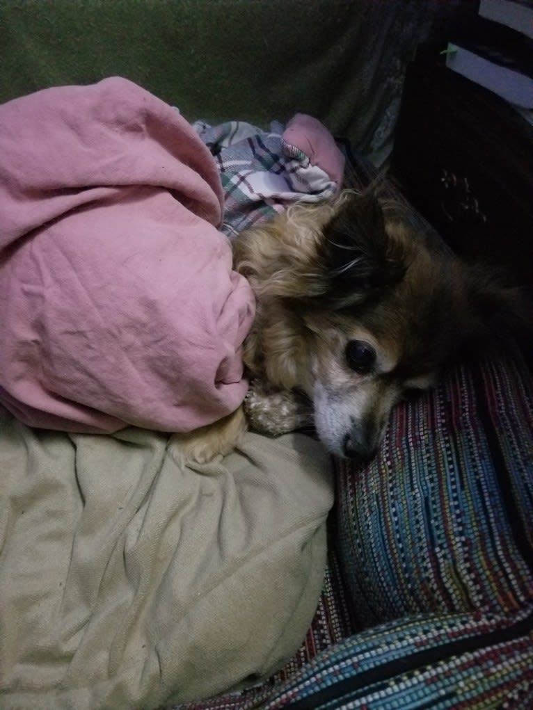 Max, a Chihuahua tested with EmbarkVet.com