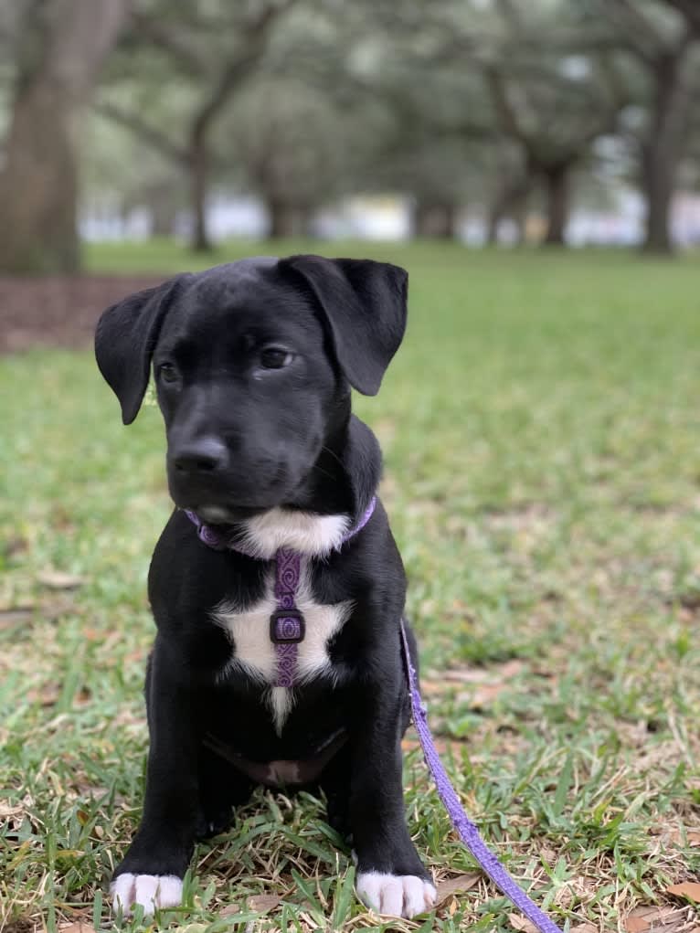 Boo, a Labrador Retriever and American Pit Bull Terrier mix tested with EmbarkVet.com