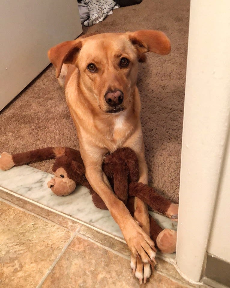 Jaxson, a Weimaraner and German Shepherd Dog mix tested with EmbarkVet.com