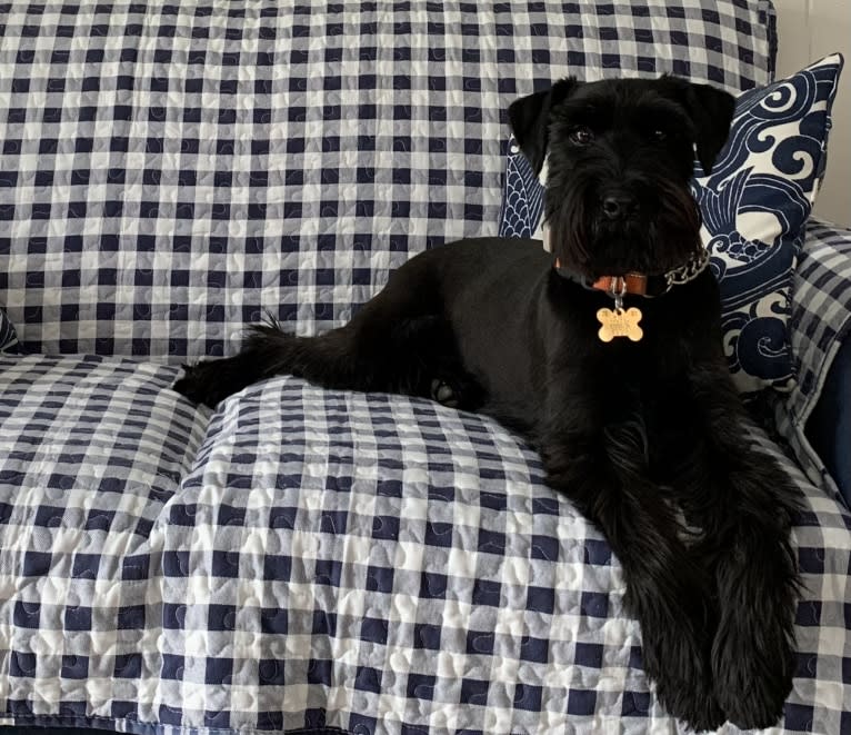 Cricket, a Standard Schnauzer tested with EmbarkVet.com