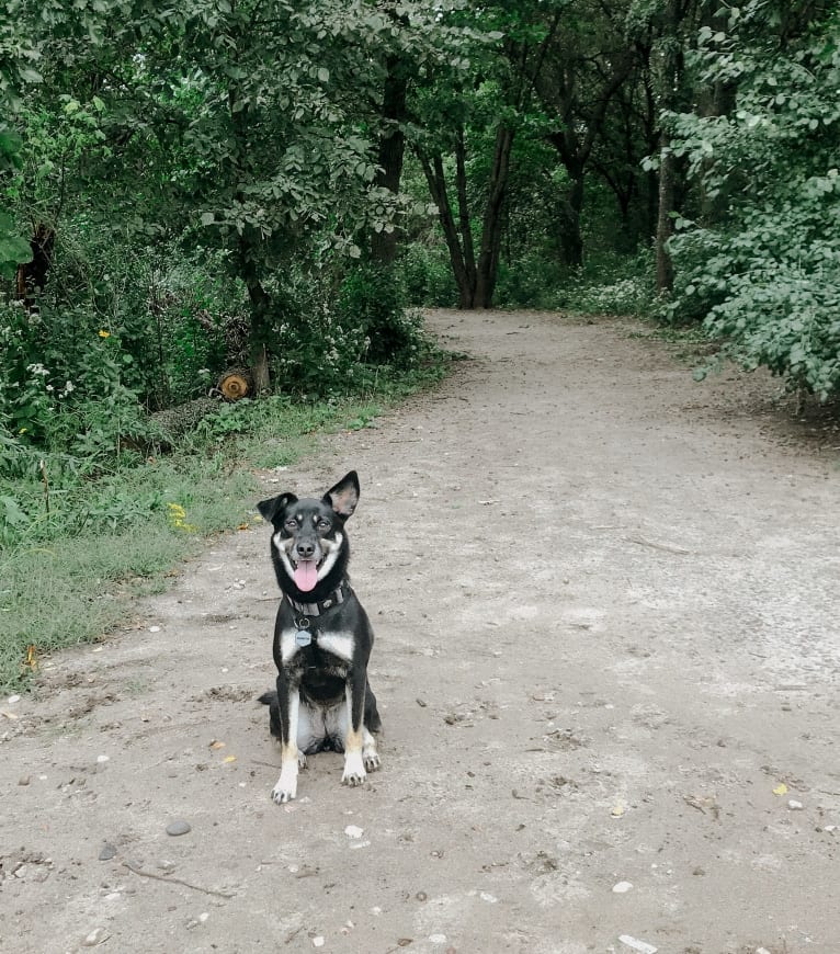 Remington, a Labrador Retriever and German Shepherd Dog mix tested with EmbarkVet.com