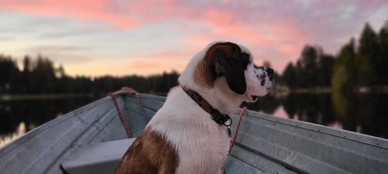 Milhouse "Millie", a Saint Bernard tested with EmbarkVet.com