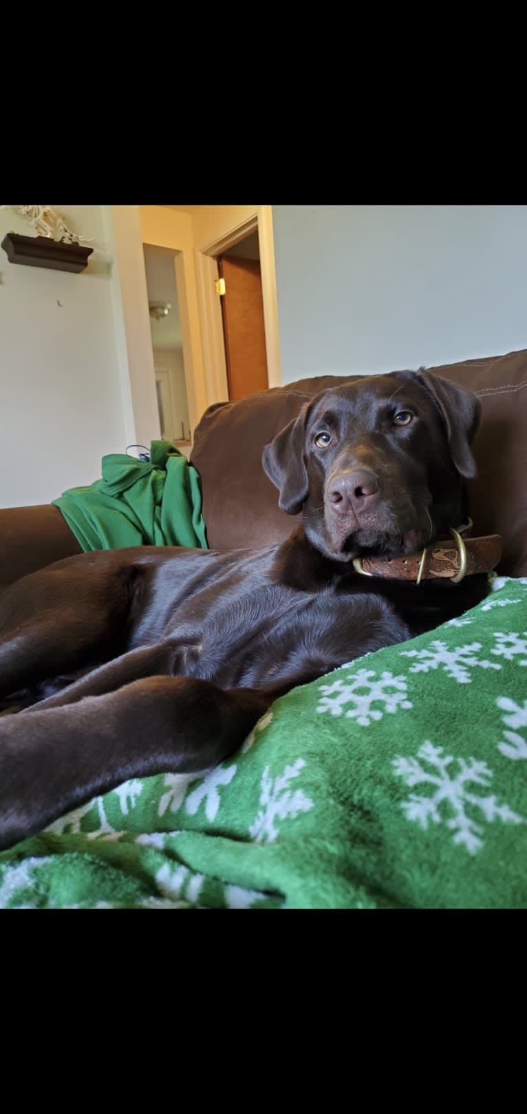 Zephyr, a Labrador Retriever tested with EmbarkVet.com