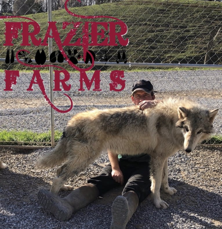 Frazier’s Gray Beast a dog tested with EmbarkVet.com