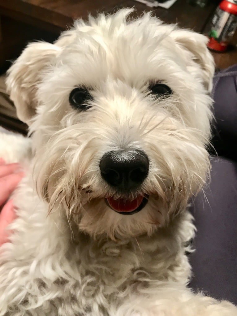 Bastien, a Havanese tested with EmbarkVet.com