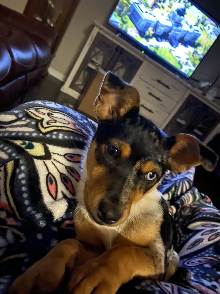 Minnie, a Chihuahua and Labrador Retriever mix tested with EmbarkVet.com