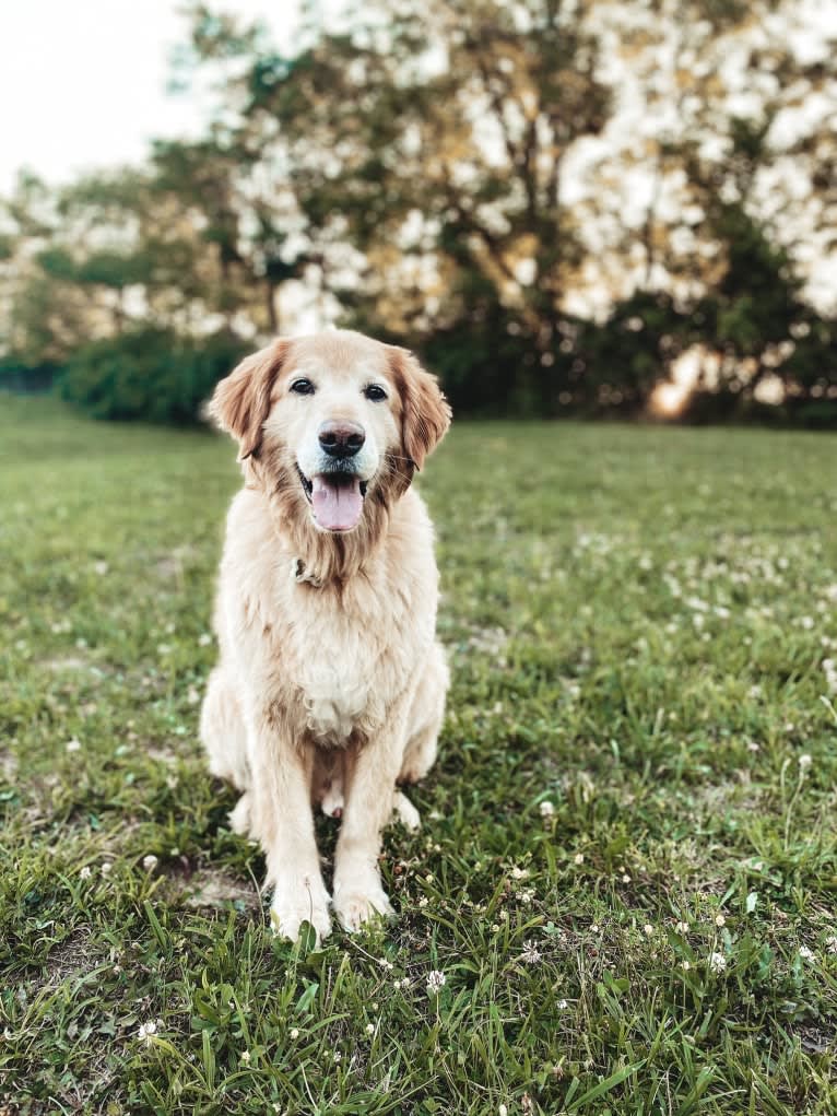 Jake, a Golden Retriever and Cocker Spaniel mix tested with EmbarkVet.com