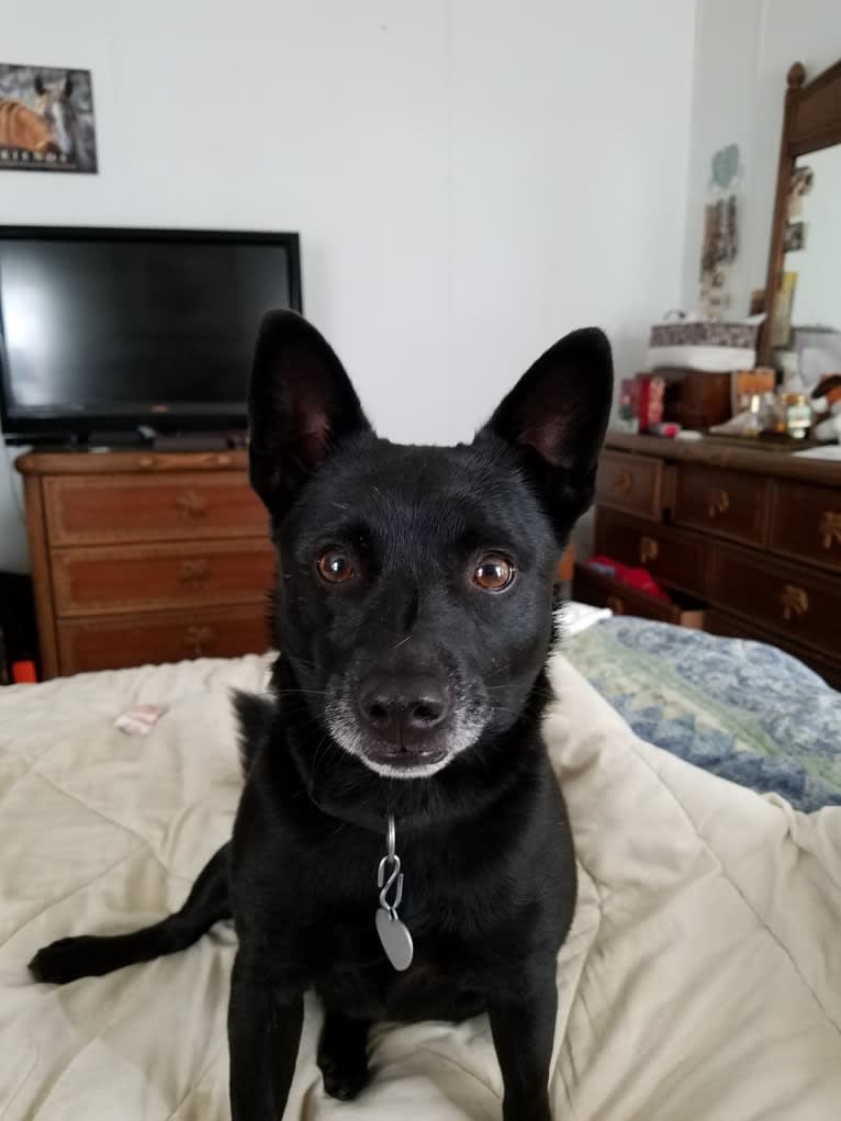 Tux, a Schipperke and Boston Terrier mix tested with EmbarkVet.com