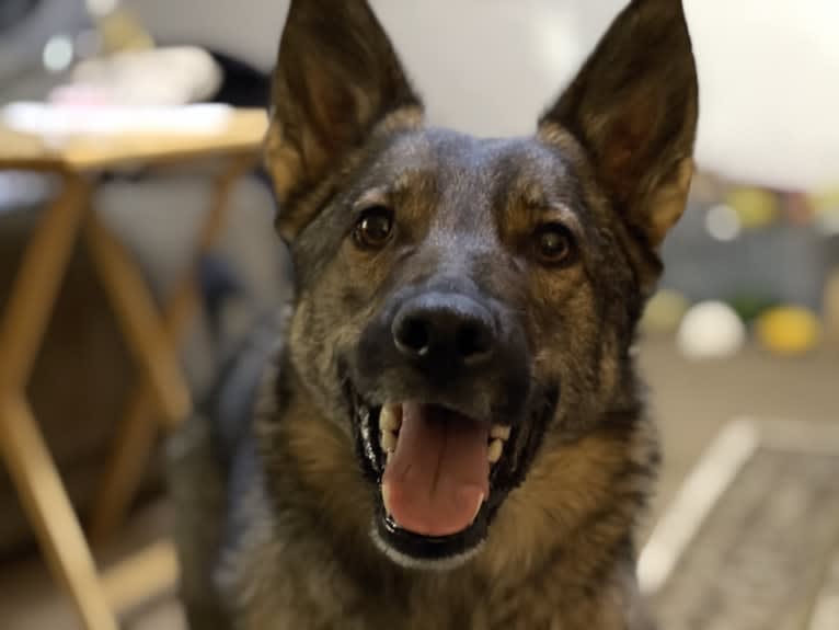 Sidda, a German Shepherd Dog and Belgian Malinois mix tested with EmbarkVet.com