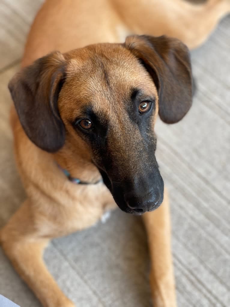 Roux, a Belgian Malinois and Beagle mix tested with EmbarkVet.com