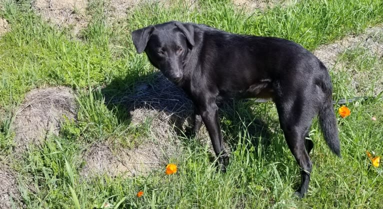 Cogsworth, a Formosan Mountain Dog tested with EmbarkVet.com