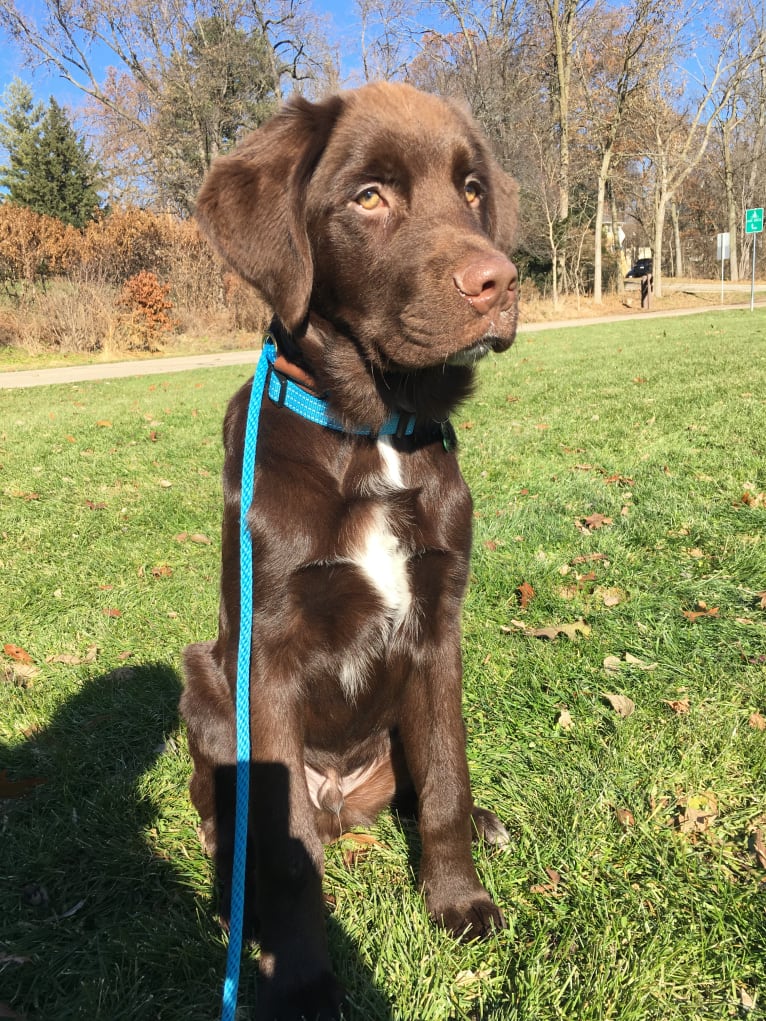 Maui, a Newfoundland and Chow Chow mix tested with EmbarkVet.com