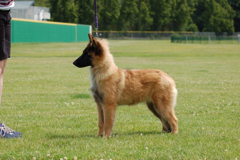 Tuarie, a Belgian Shepherd tested with EmbarkVet.com