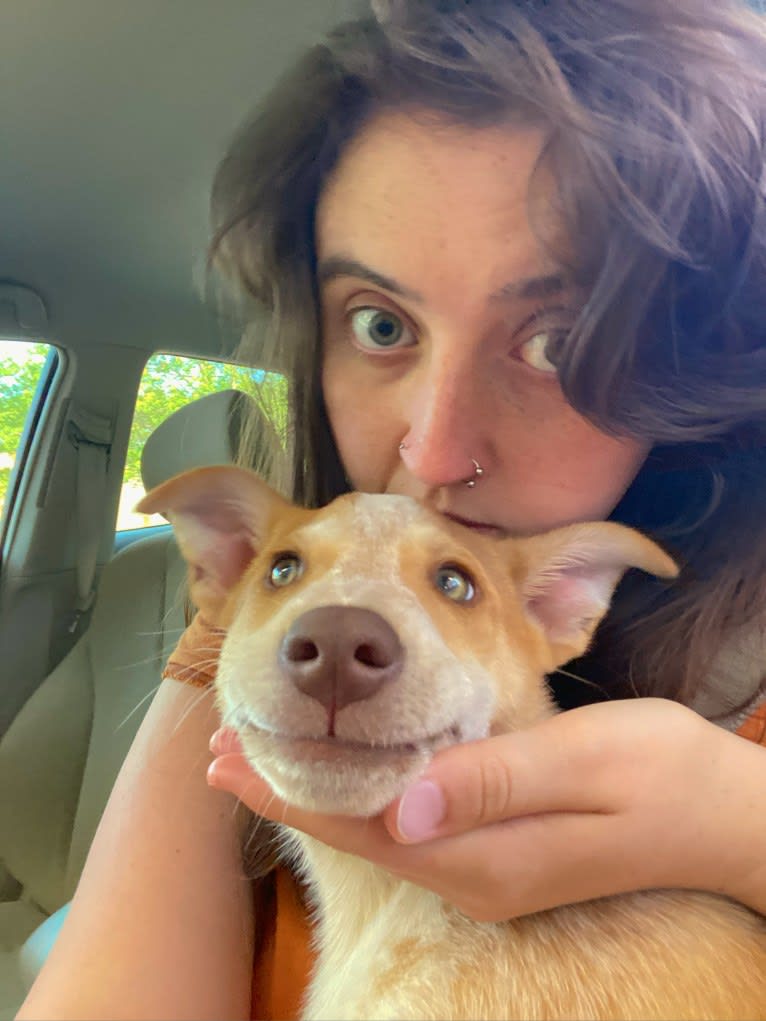 Lou, an Australian Cattle Dog and Australian Shepherd mix tested with EmbarkVet.com