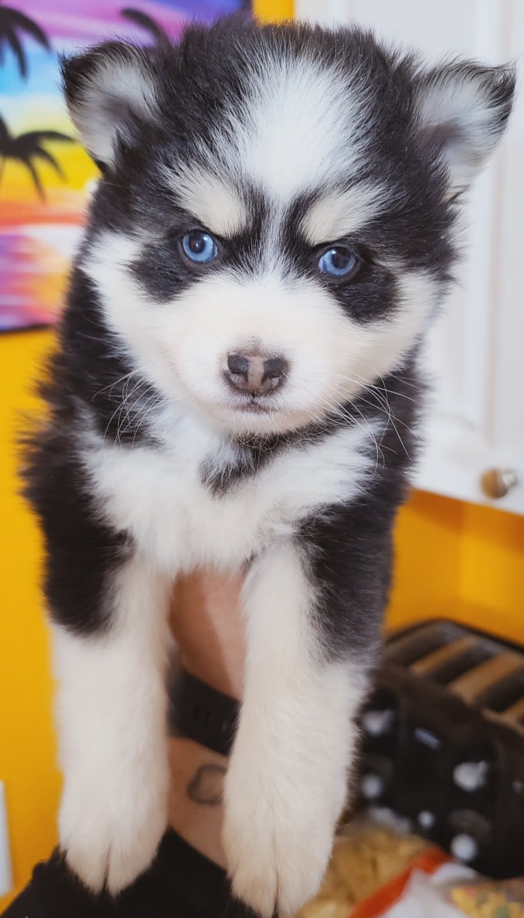 Kiro, a Pomsky tested with EmbarkVet.com