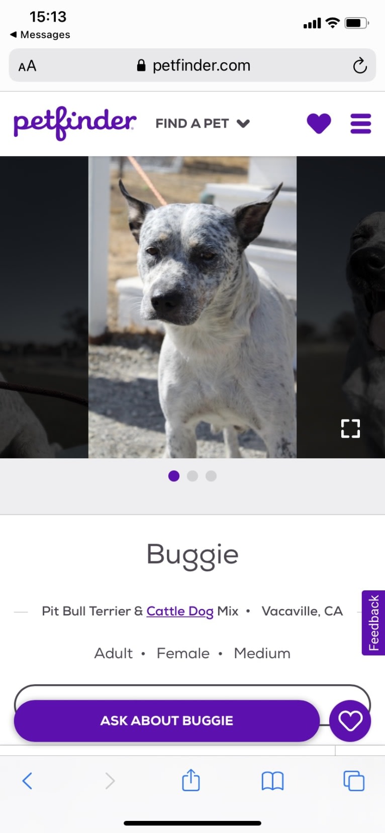 Buggie, an Australian Cattle Dog and American Pit Bull Terrier mix tested with EmbarkVet.com