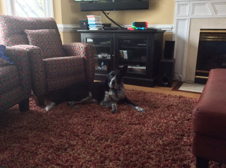 Bandit, a German Shepherd Dog and Border Collie mix tested with EmbarkVet.com