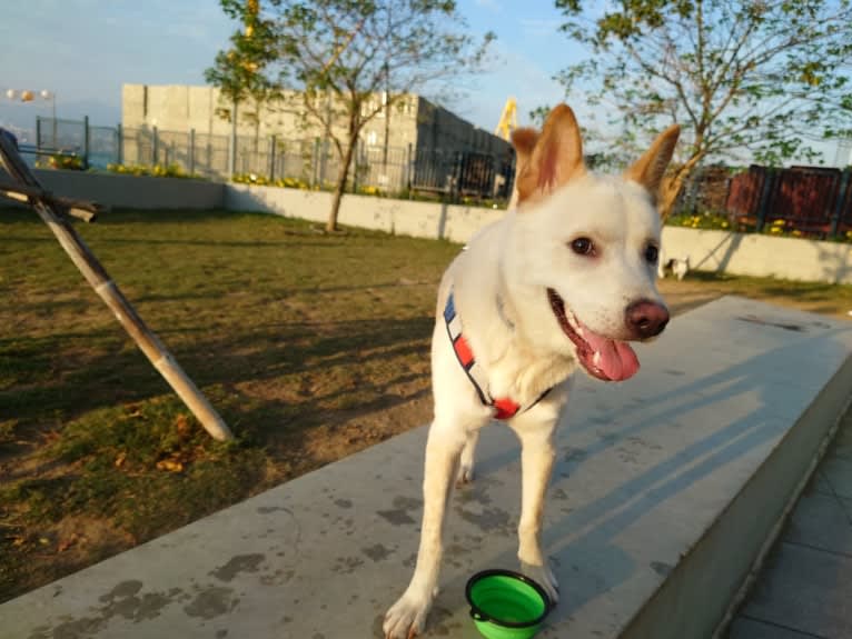 Obi, a Hong Kong Village Dog tested with EmbarkVet.com