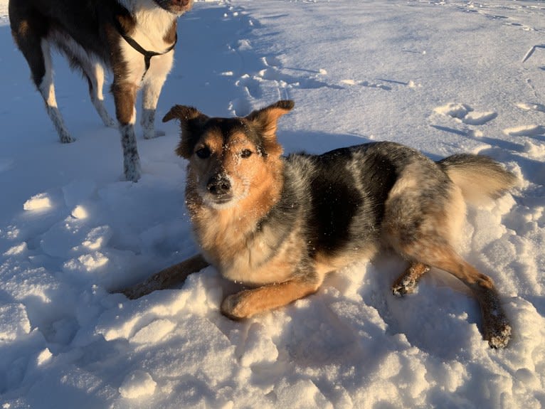 Joon, a Shetland Sheepdog and Australian Cattle Dog mix tested with EmbarkVet.com