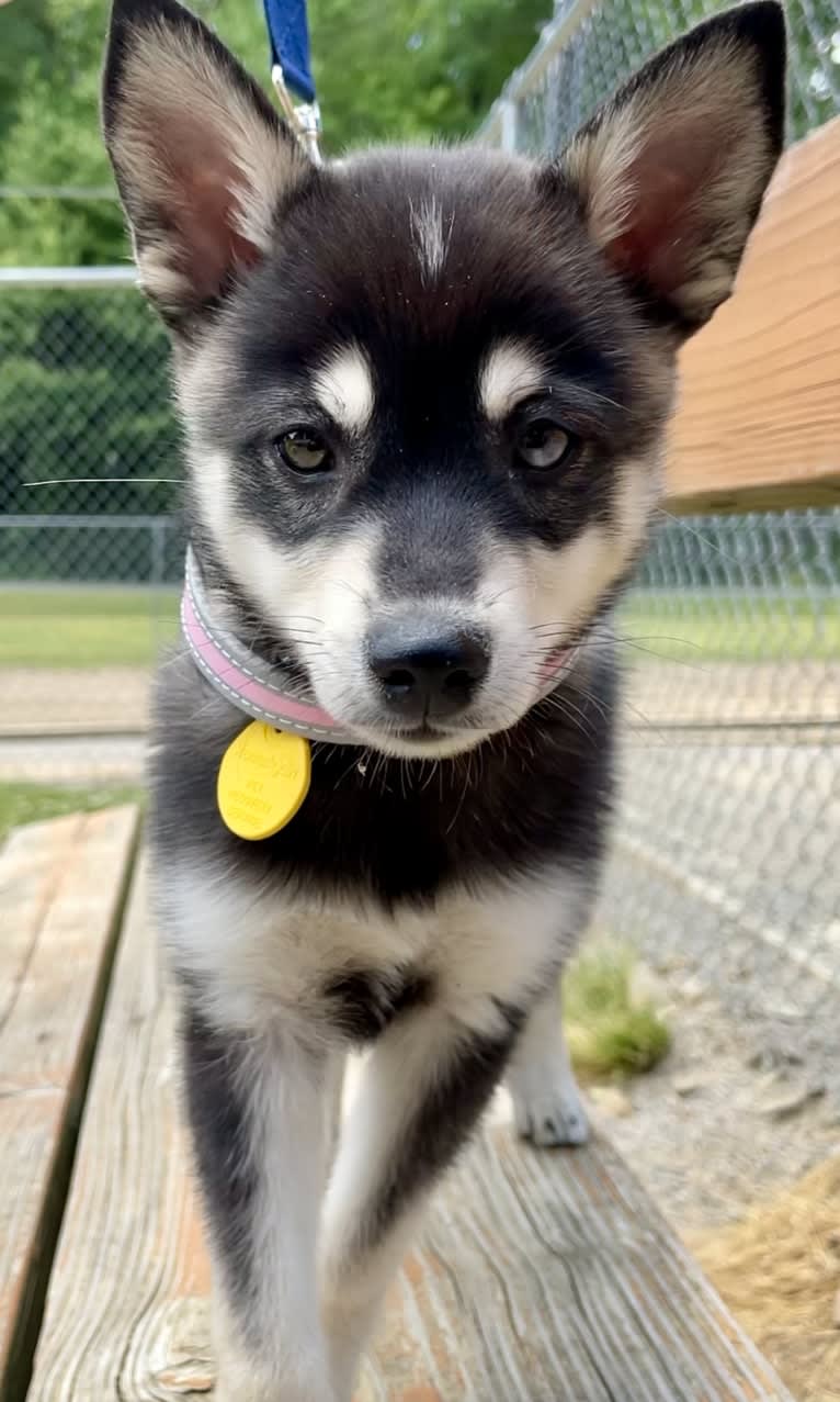 Mika, an Alaskan Klee Kai tested with EmbarkVet.com