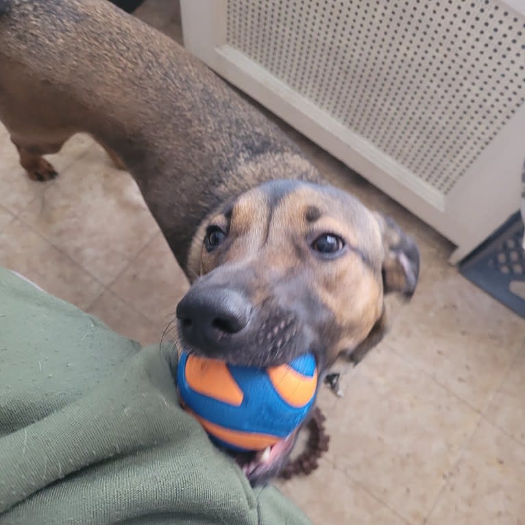 Finley, an American Village Dog tested with EmbarkVet.com