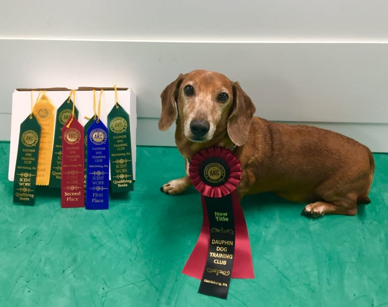 URO3 NI NE Jacob Levi RI SWA SHDNE CGCA TKP RATN RL1X RL2 RLV2X CW-ARA CW-DDA CW-Ob2A, a Dachshund tested with EmbarkVet.com