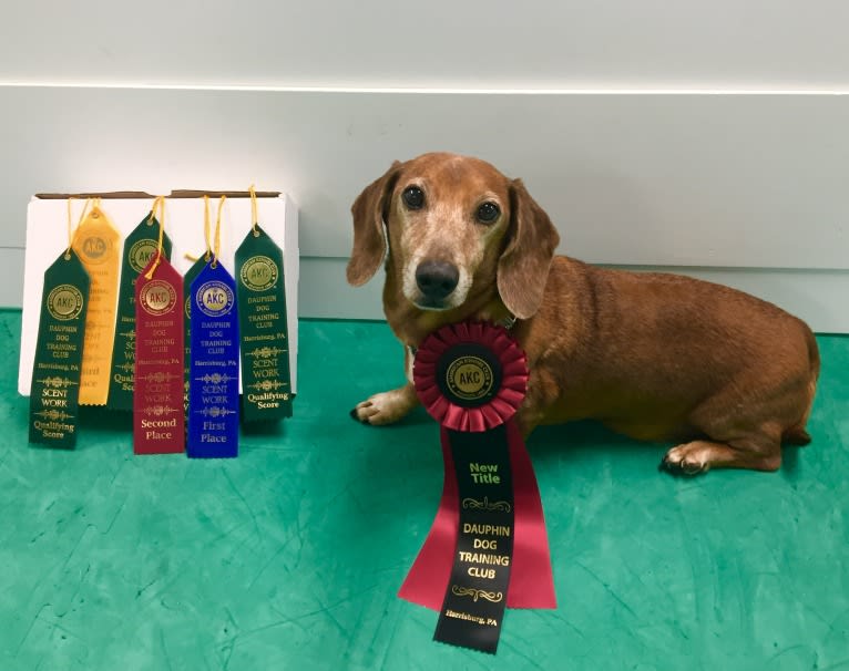 Jacob Levi, a Dachshund tested with EmbarkVet.com