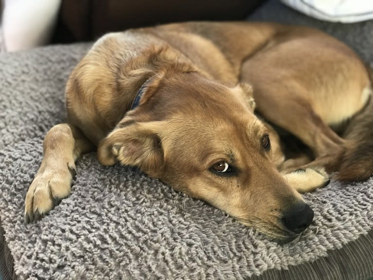 Jax, an Alaskan Malamute and American Pit Bull Terrier mix tested with EmbarkVet.com