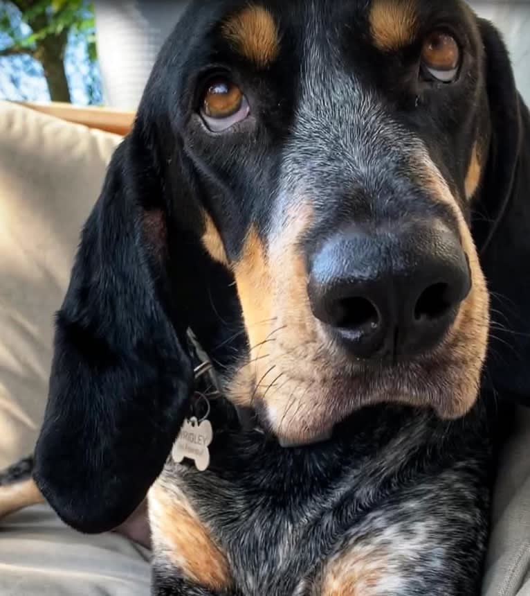 Wrigley, a Bluetick Coonhound tested with EmbarkVet.com