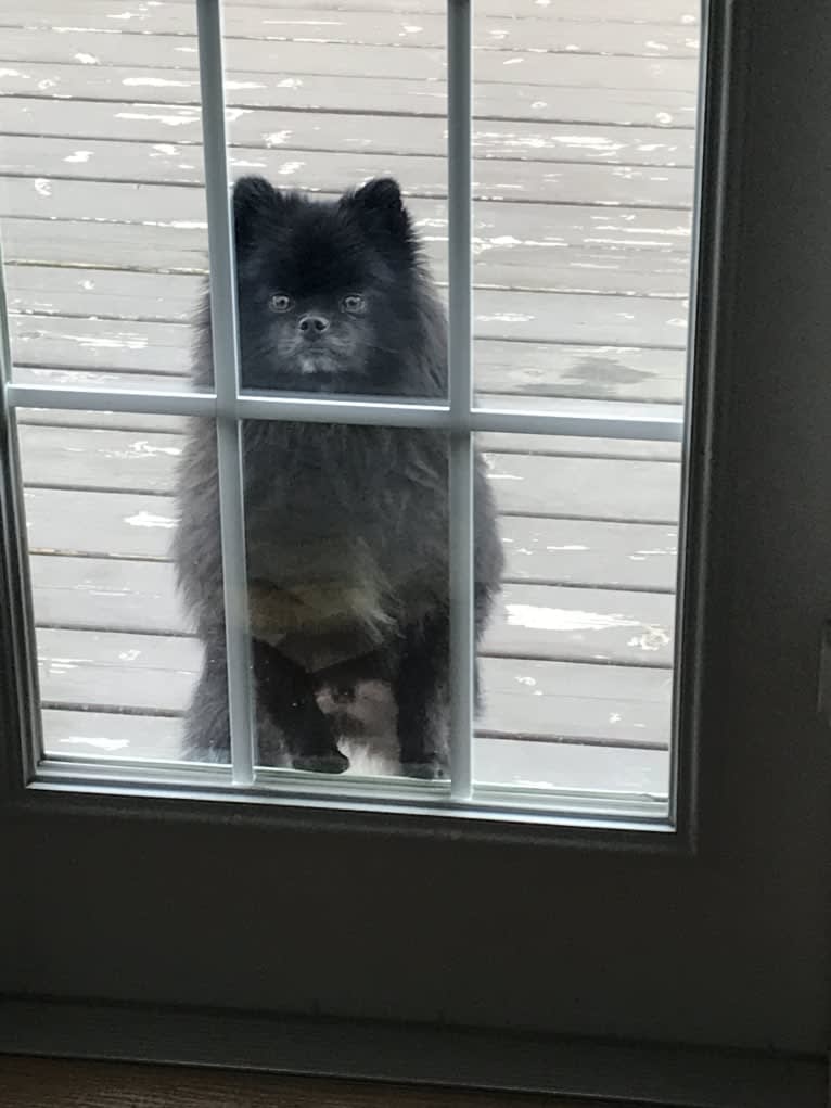 Marlin, a Pomeranian tested with EmbarkVet.com