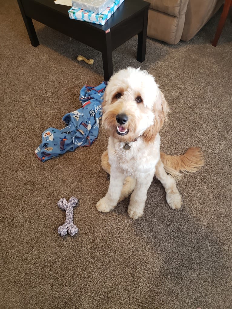 Willow, a Goldendoodle tested with EmbarkVet.com