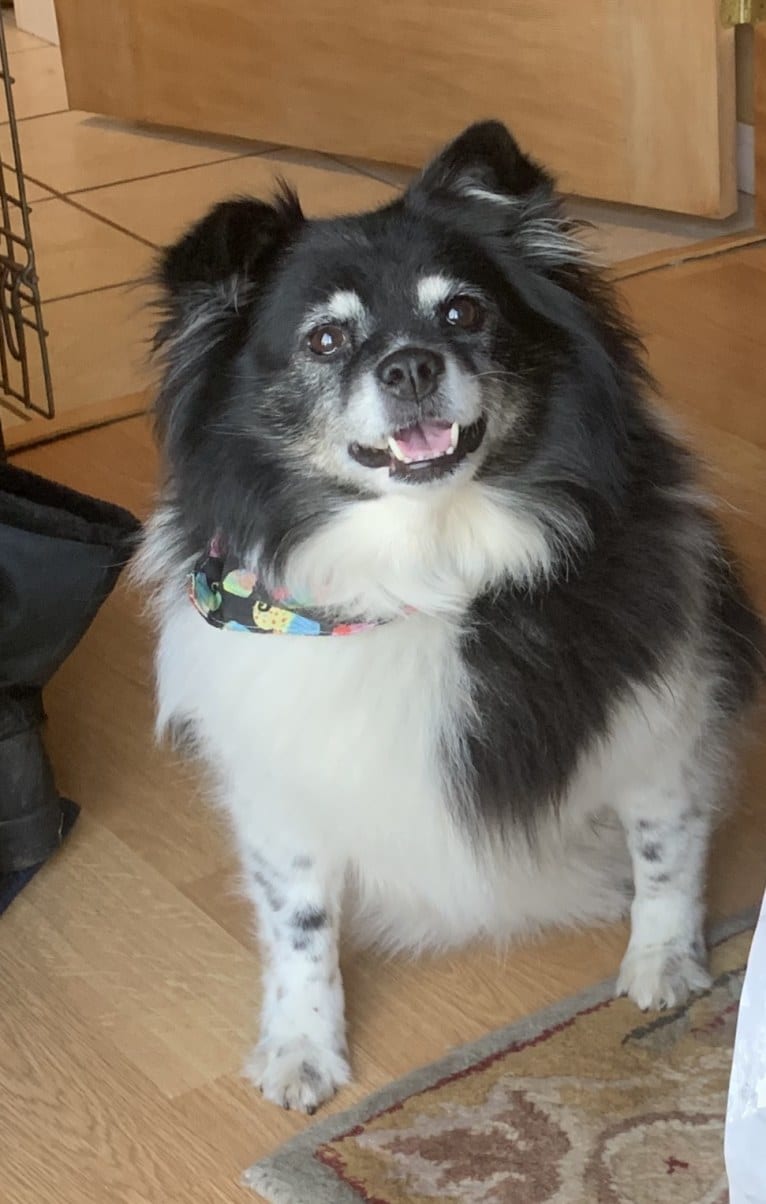 Piper, an American Eskimo Dog and Pomeranian mix tested with EmbarkVet.com