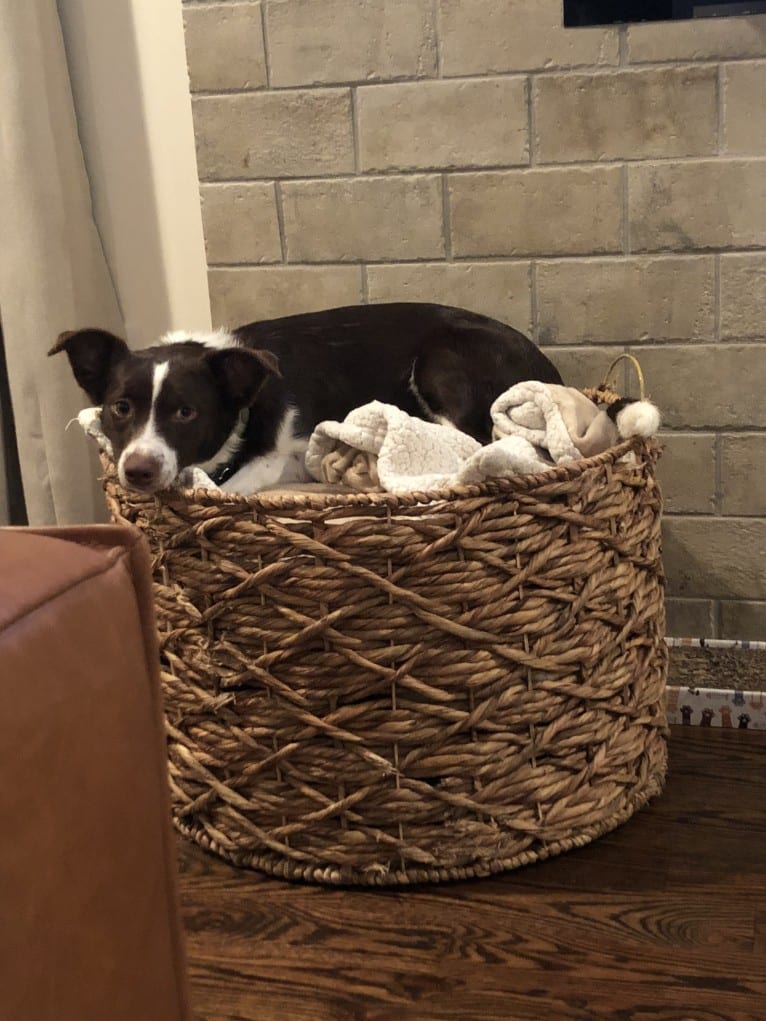 Didi, a Border Collie and Australian Cattle Dog mix tested with EmbarkVet.com