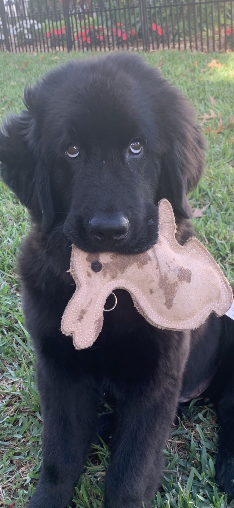 paisley patton, a Newfoundland tested with EmbarkVet.com